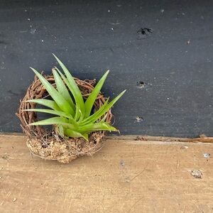 Green Air Plant in Rustic Brown Wreath Living Plant Mini Wreath Ornament Gift